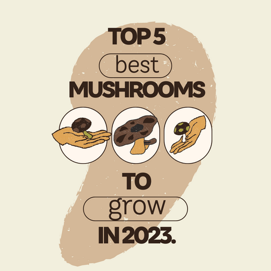 Top 5 Best Mushrooms to Grow in 2025 - A Guide for Mushroom Enthusiasts