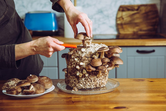 How to Grow Mushrooms at Home ?