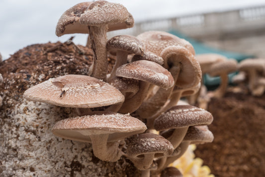 What is the Easiest Mushroom to Farm?