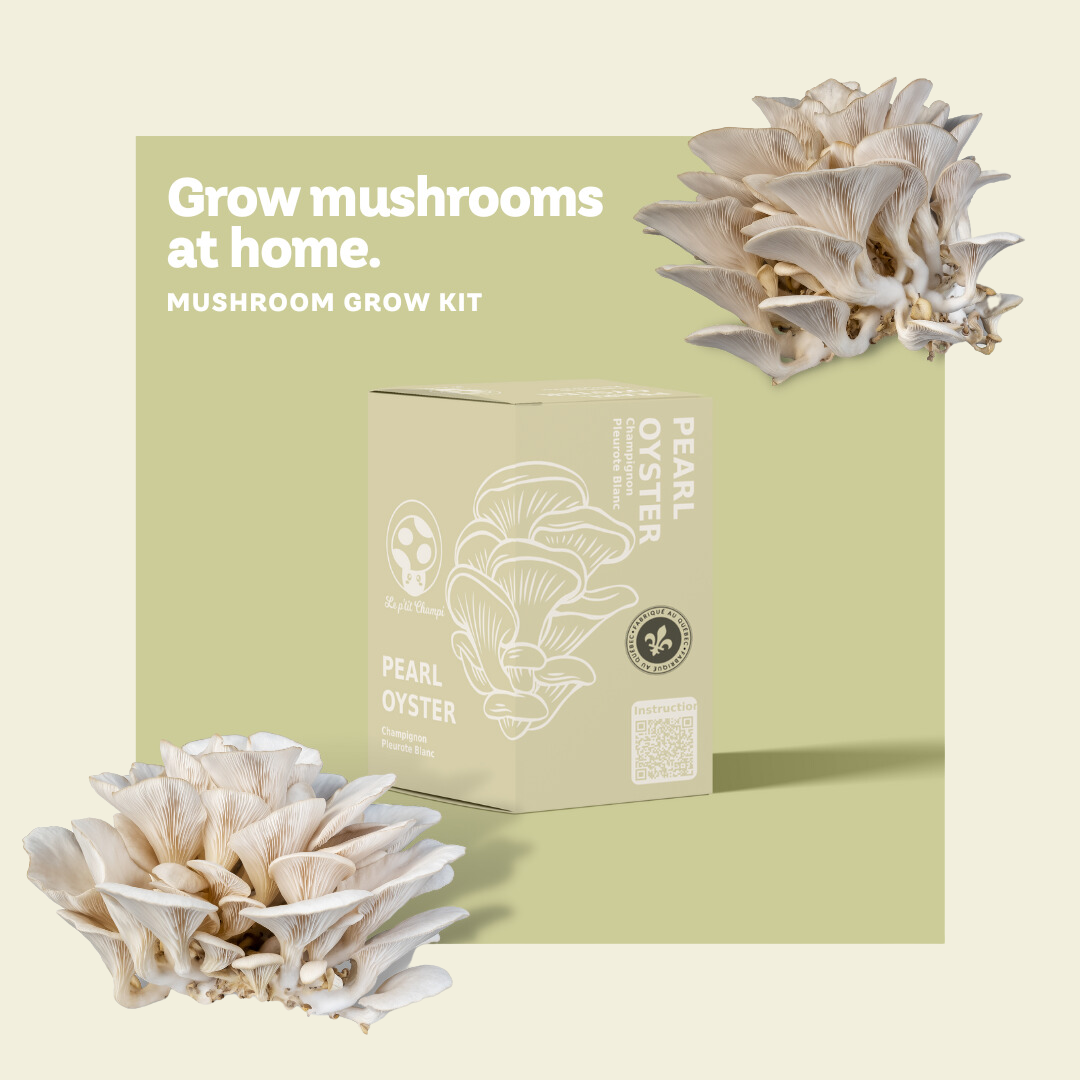 Pearl Oyster Mushroom Kit