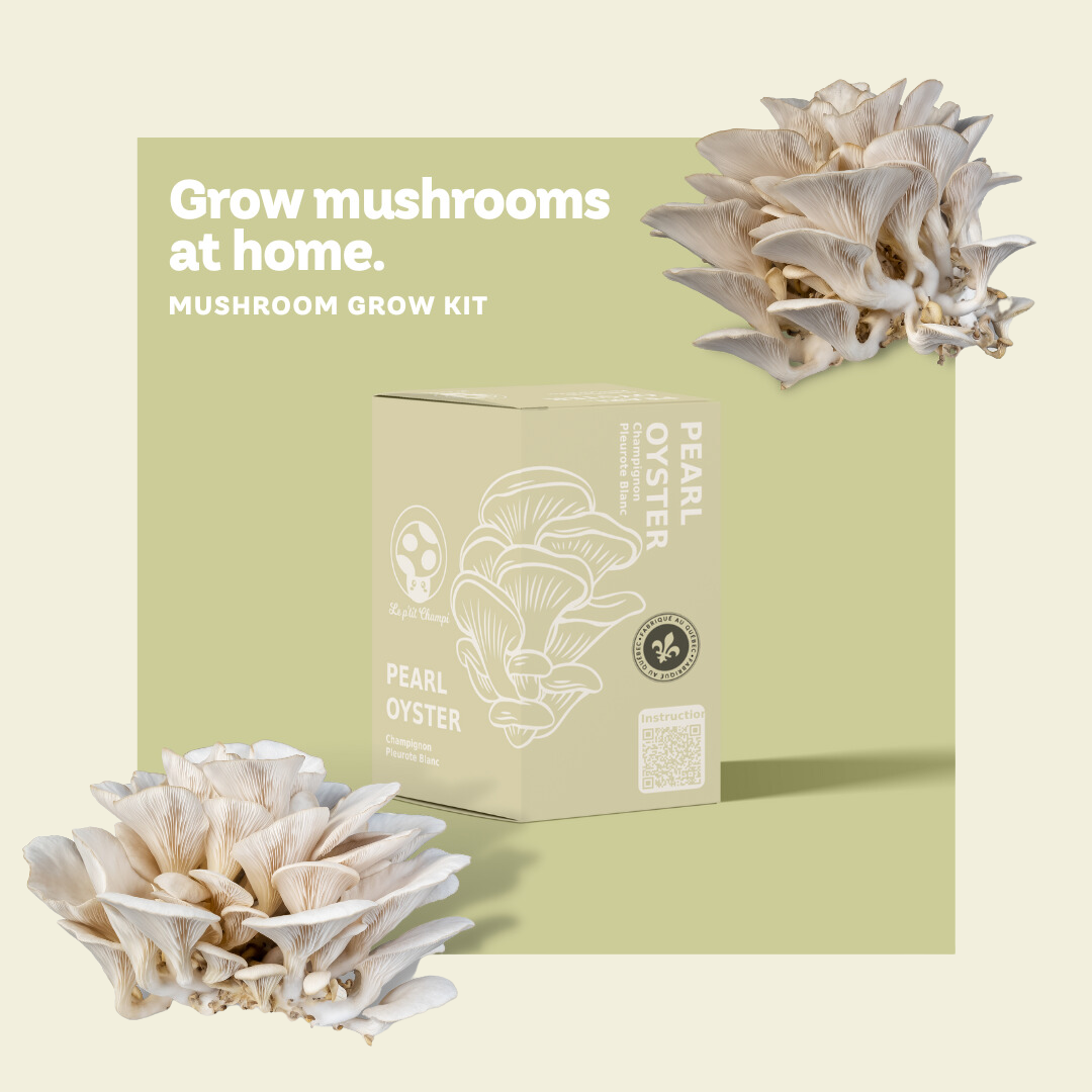 Pearl Oyster Mushroom Kit - Le Petit Champi
