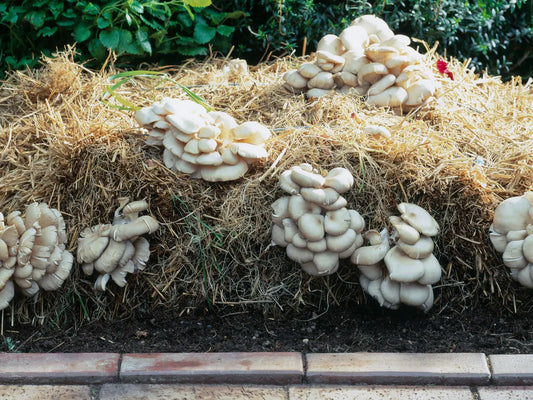 The Tale of Two Realms: Indoor vs. Outdoor Mushroom Cultivation