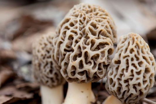 Discover the Magic of Morels: A Guide to These Gourmet Delights