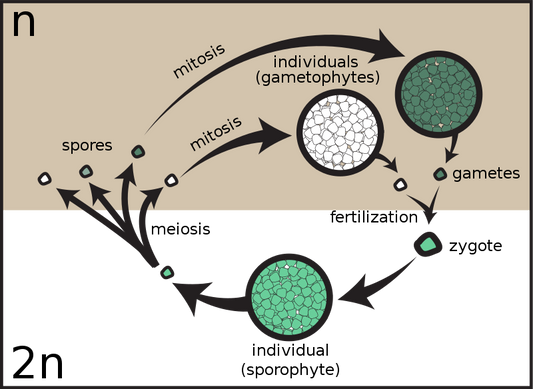 The Magic of Spores: Nature's Silent Architects