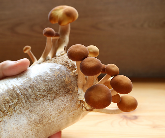 The Cultivator's Symphony: A Formal Guide to Mushroom Cultivation Mastery