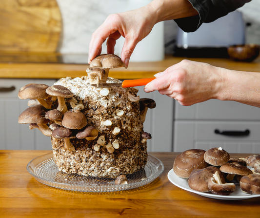 The Ultimate 2024 Mushroom Growing Kit Guide