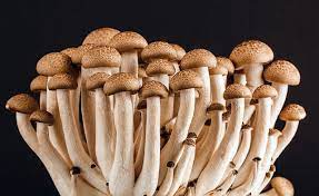 Unveiling the Enigmatic Kingdom: A Mycologist's Exploration into the Wonders of Mycology