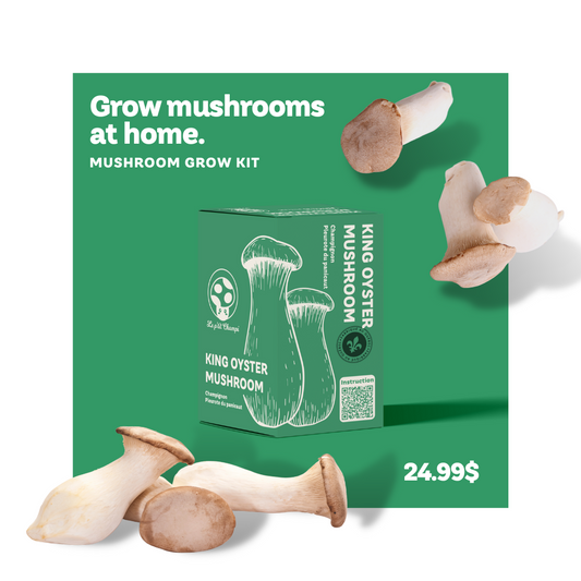 King Oyster Grow Kit