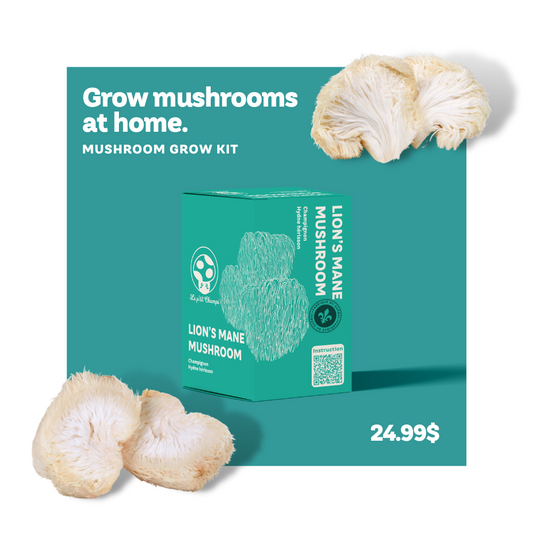 Lion's mane mushroom grow kit