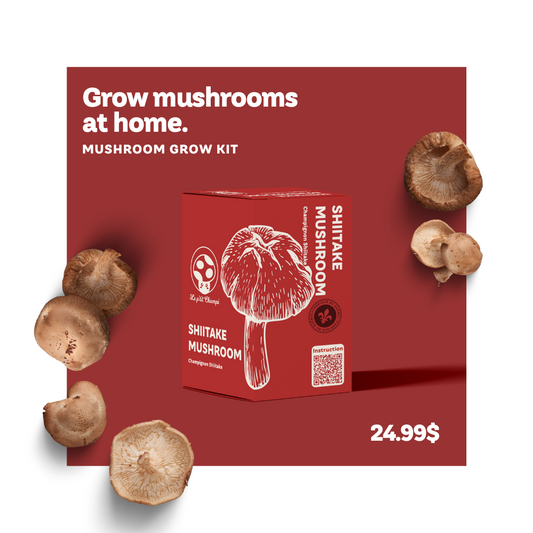 Shiitake mushroom grow kit