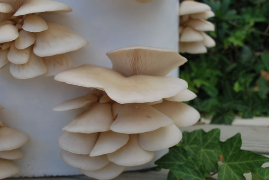 Preserving Your Mushroom Grow Kits: The Lowdown on Refrigeration