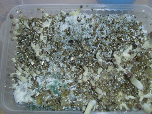 Unveiling the Mystery: What's the White Substance in Your Mushroom Grow Kit?