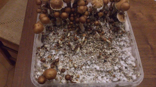 Evaluating Mushroom Grow Kits: Are They a Sound Investment?