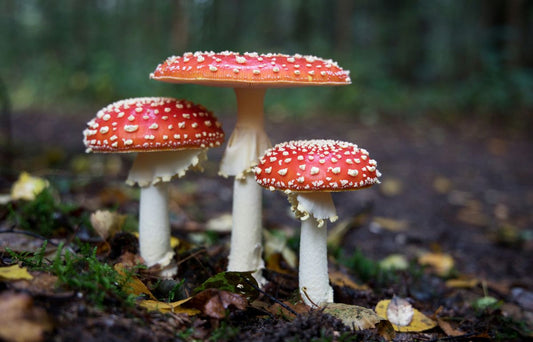 Fungal Gastronomy: TOP 6 Creative Mushroom Culinary Innovations for your Kitchen