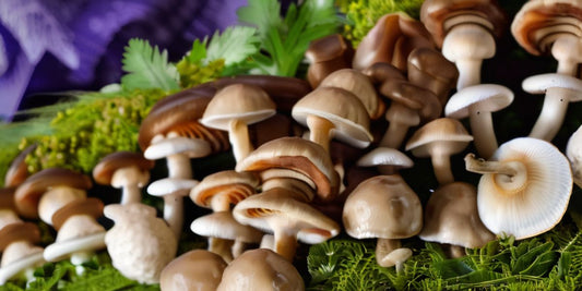 A Beginner's Guide to Cultivating Mushrooms: The Easiest Varieties to Grow