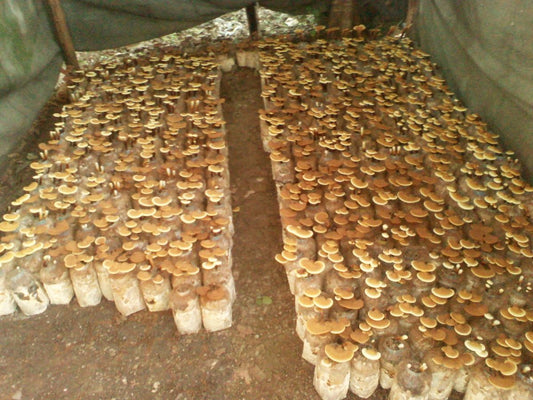 Mushroom Cultivation Hotspots: Best Locations for Growing Your Mushroom Kit