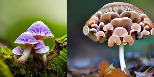 Nature's Masterpiece: A Look into the World's Most Awe-Inspiring Mushrooms