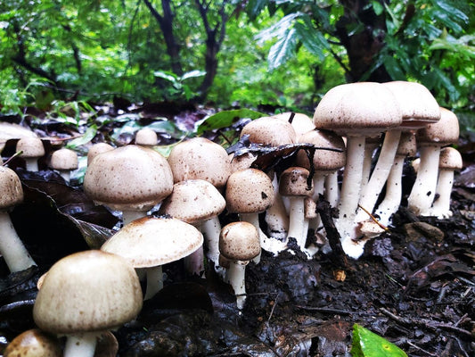 Top 7 Essential Skills Every Mushroom Grower Should Master