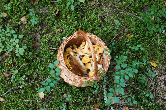 Harvesting Bounty: TOP 6 Nutrient-Rich Additions for Enhanced Mushroom Growth and Flavor