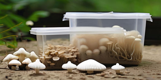 Is Your Mushroom Kit Growing Mold? Here's What You Need to Know