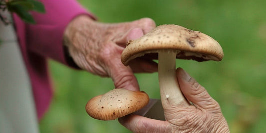 The Secret to a Longer Life: Top Mushrooms Known for Enhancing Longevity