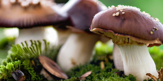 Understanding Fungi: An Overview of the Mushroom Life Cycle