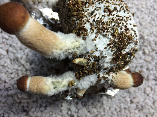 Combatting Contamination: Identifying and Dealing with Green Mold in Mushroom Grow Bags