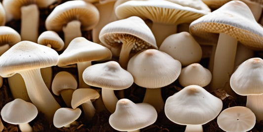 Speed-Growing Edibles: The Fastest Growing Mushroom Species You Can Cultivate