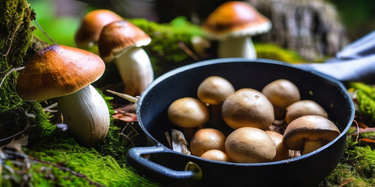 From Forest to Plate: Exploring Why Mushrooms Are Hailed as the 'Meat of the Poor'