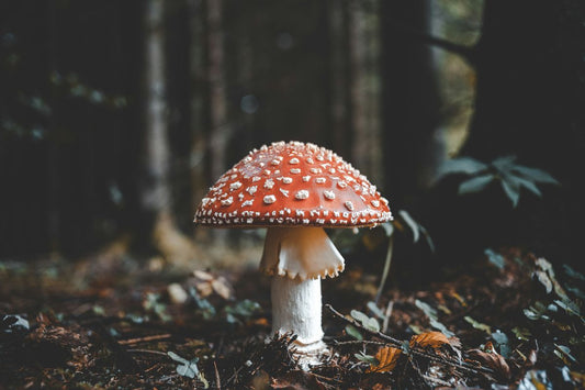 Navigating Nature: TOP 6 Environmental Factors Essential for Mushroom Cultivation