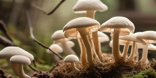 Seeing the Signs: A Visual Guide to Healthy Mycelium