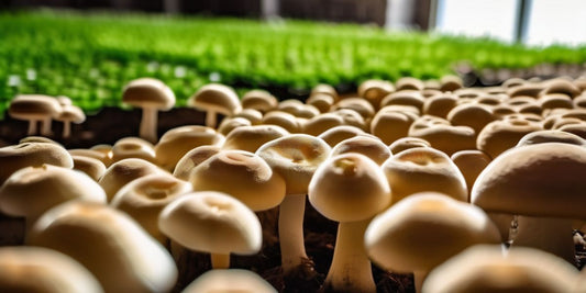 Discovering the Most Straightforward Mushroom Varieties for Profitable Cultivation