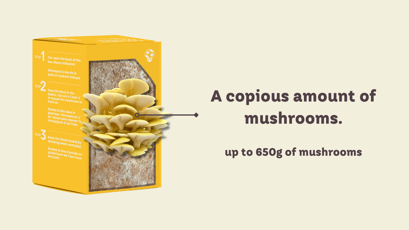 Kit Champignon Mushroom Growing MycéLium De Pleurotes, Kits De
