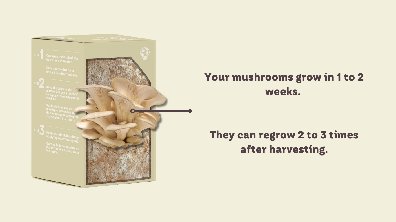 Mushroom Grow kit