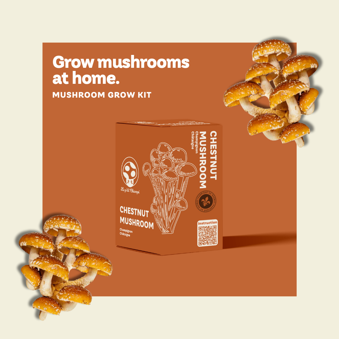 Chestnut Mushroom Kit - Le Petit Champi
