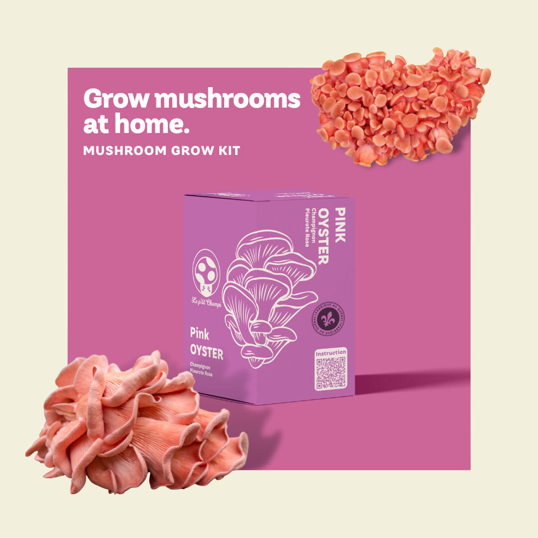 Pink Oyster Mushroom Growing Kit