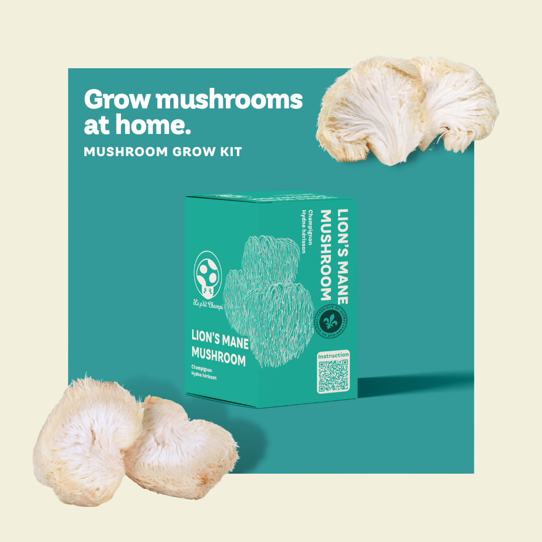 Lion's Mane Mushroom Growing Kit