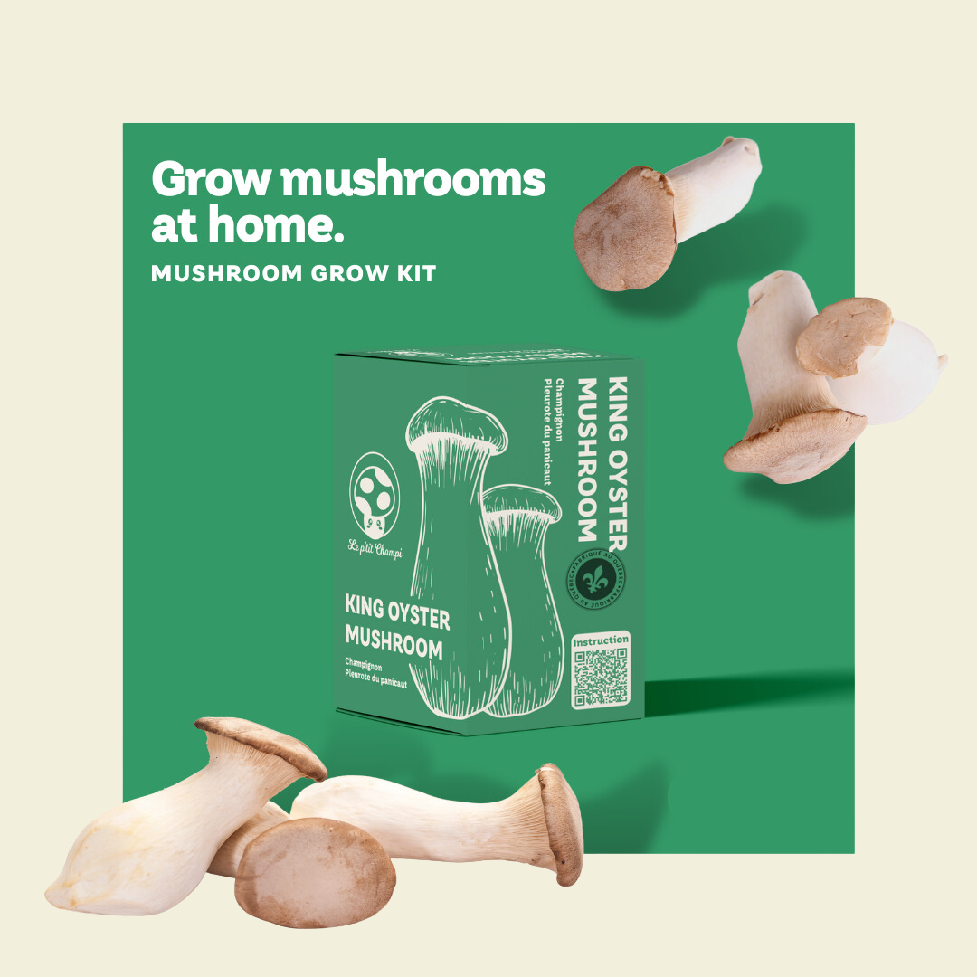 Mycélium de Pleurote - Kit de culture Champignons - grow mushrooms
