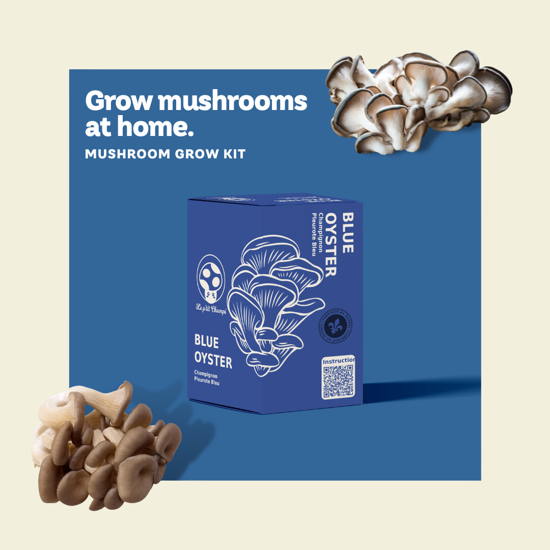 Blue Oyster Mushroom Growing Kit